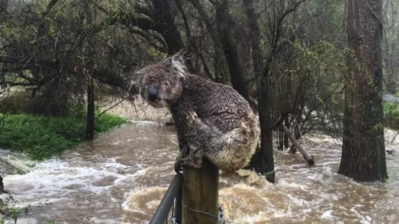 Koala terjebak banjir 