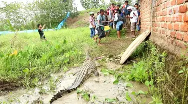 Ratusan warga Airmas Papua Barat membantai ratusan buaya yang ada di penangkaran. Tindaka ini sebagai protes terhadap keberadaan penangkaran buaya di dekat lokasi tempat tinggal mereka