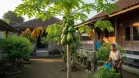 13 Pohon Buah yang Aman untuk Rumah Lansia, Bermanfaat untuk Kesehatan