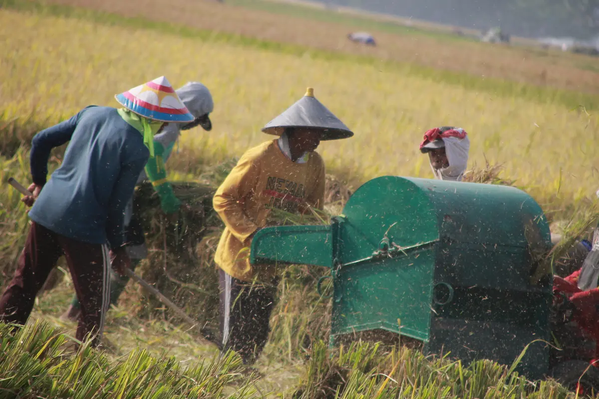 Hiruk-pikuk Petani Gorontalo Sambut Musim Panen dengan Bergotong royong