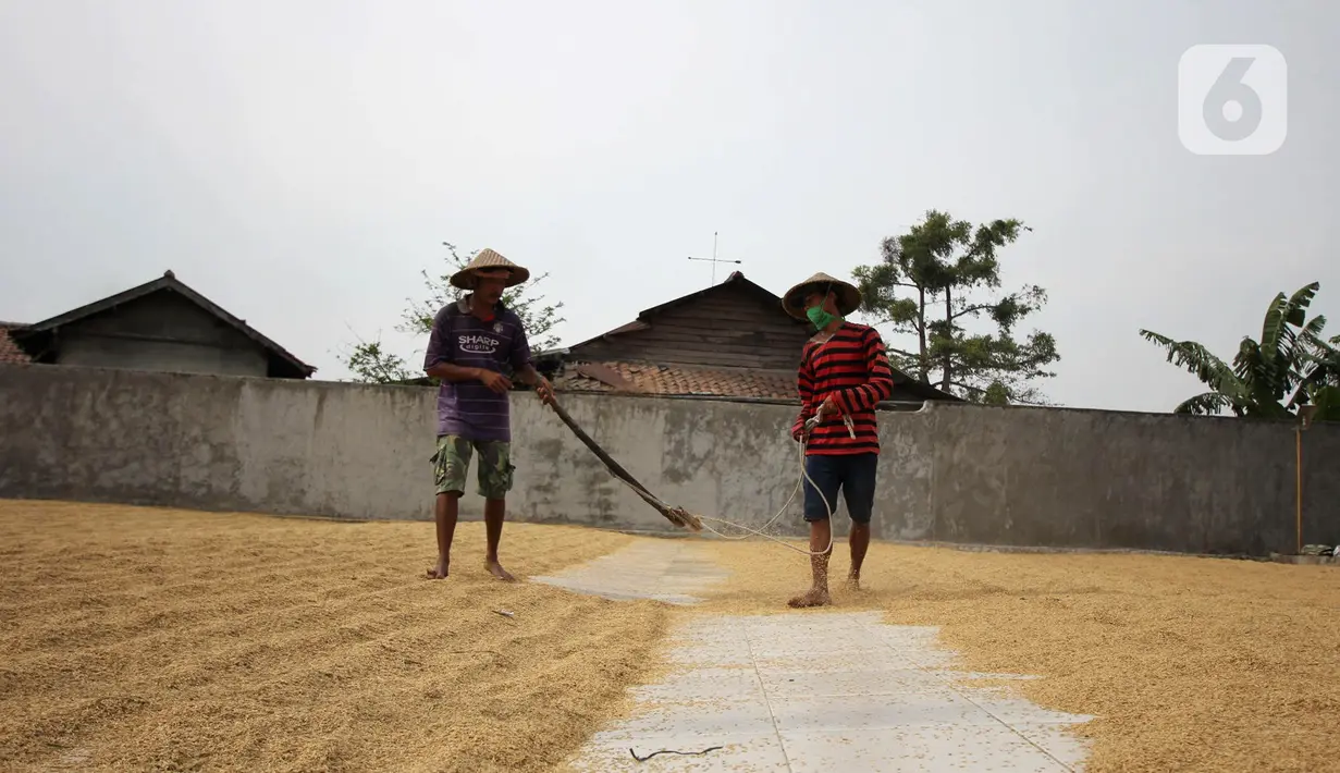 Pekerja menjemur gabah di Kabupaten Tangerang, Banten, Selasa (14/7/2020). Selama semester I 2020, Perum Bulog telah merealisasikan serap gabah petani secara langsung sebanyak 700 ribu ton setara beras guna meningkatkan ketahanan stok cadangan beras. (Liputan6.com/Angga Yuniar)