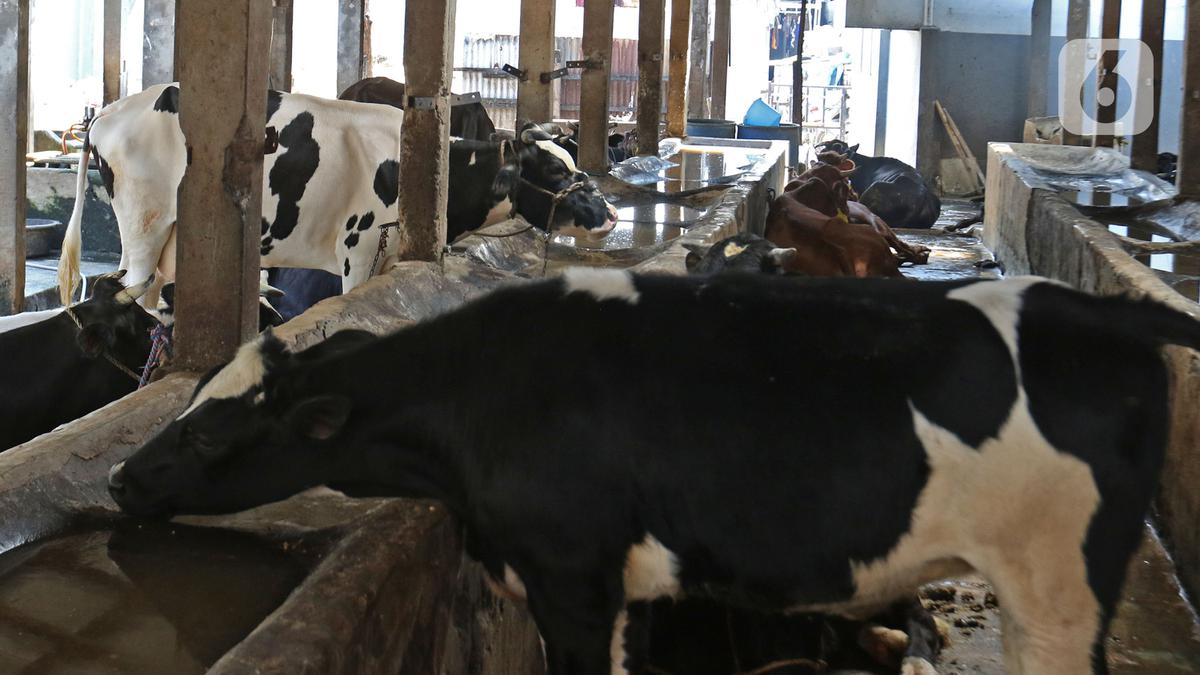 FOTO: Penerapan Inseminasi Buatan untuk Peningkatan Produksi Hewan Ternak