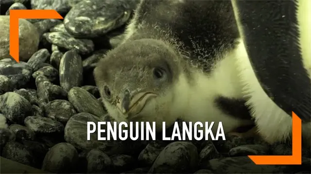 Seekor bayi penguin gentoo lahir di National Sea Life Centre, Birmingham. Penguin ini diberi nama Flash dan merupakan hasil program pemuliaan.