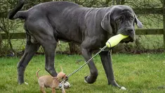 Digby si anjing jenis chihuahua yang beratnya tak sampai setengah kilogram, bersahabat dengan Nero dari jenis Neapolitan Mastiff yang ukurannya sangat besar dan memiliki berat 57 kg.