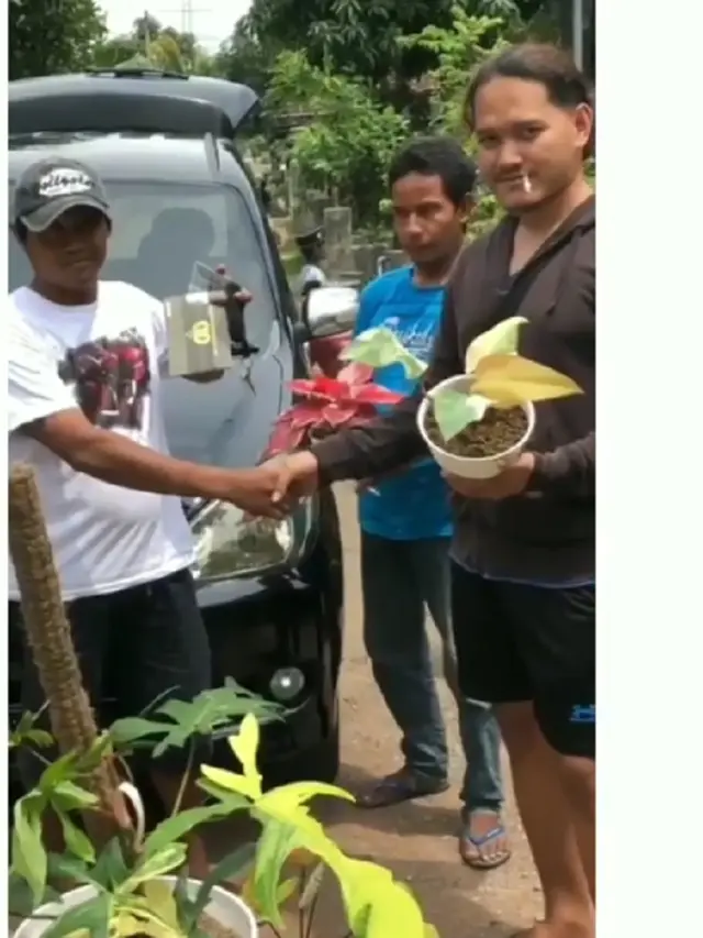 barter mobil dengan tanaman hias