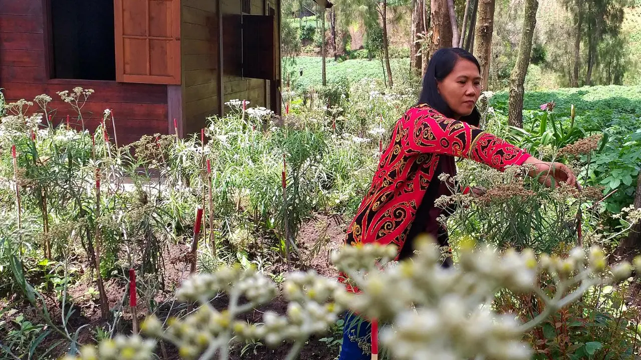 Suku Tengger Lestarikan Bunga Abadi Eledweis Khas Bromo
