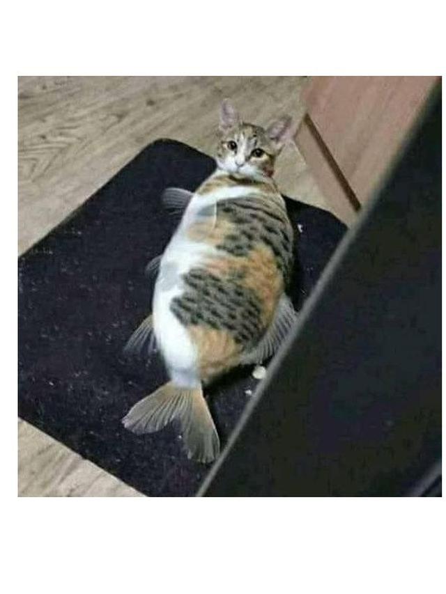 6 Editan Foto Wajah Kucing di Badan Hewan Lain Ini Kocak