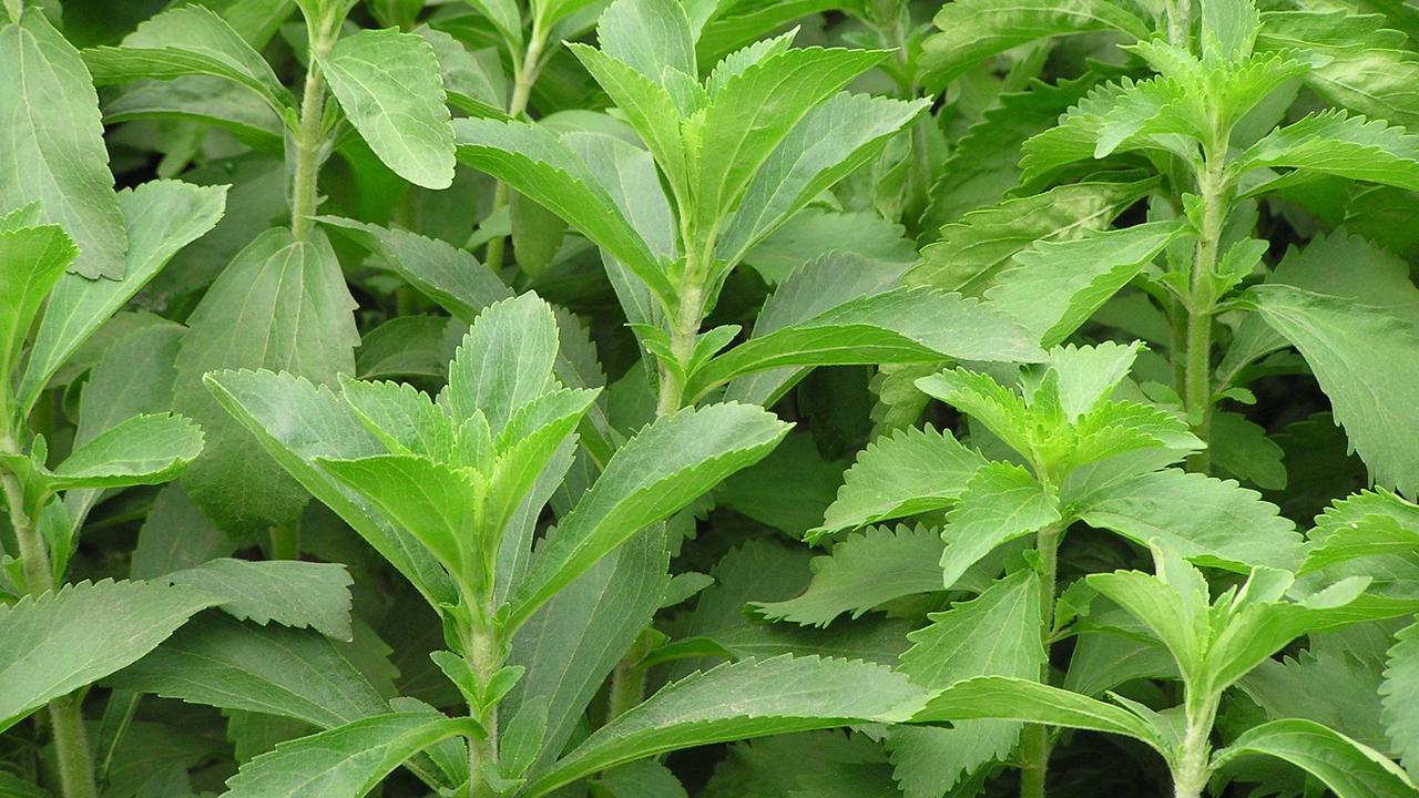 [Bintang] Tanaman Apotek Hidup