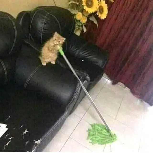 7 Potret Kucing Oranye Lakukan Pekerjaan Rumah, Bisa Jadi Kucing Baik