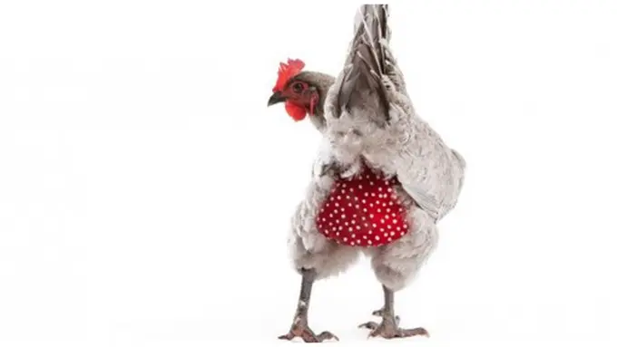 courtesy odditycentral