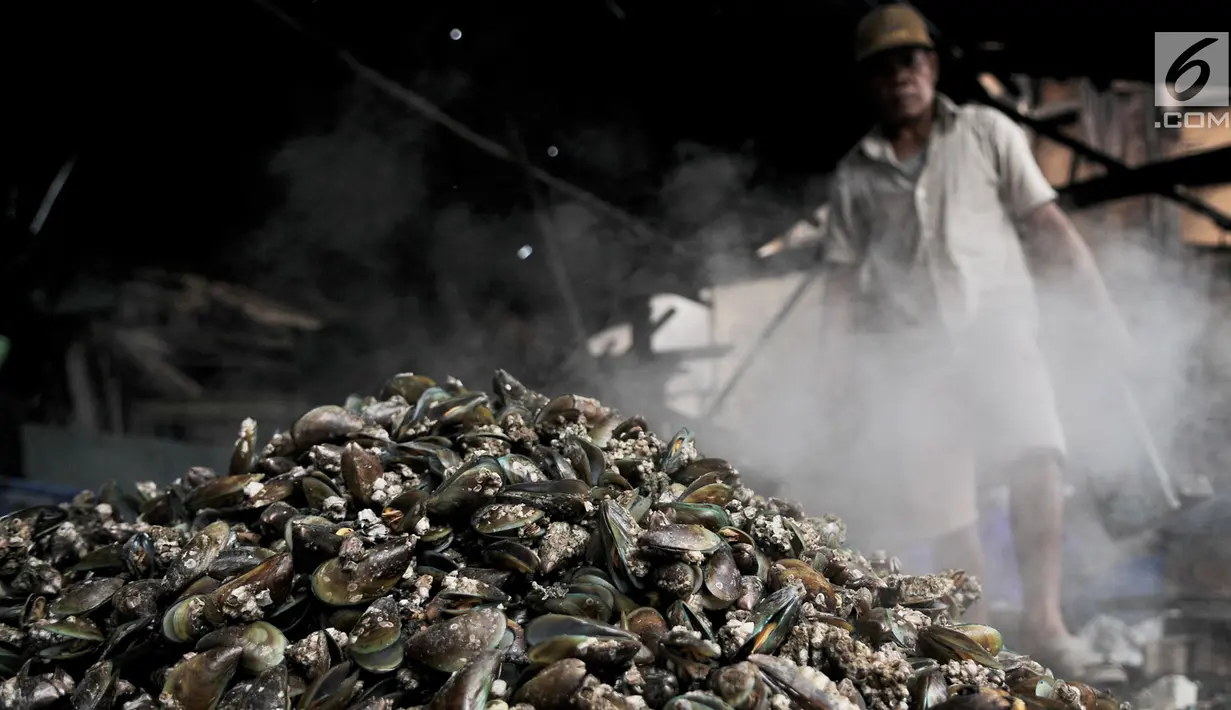 Pekerja membersihkan kerang hijau di kawasan Muara Angke, Jakarta, Rabu (23/1). Selain berimbas pada hasil tangkapan, laut yang tercemar limbah juga mempengaruhi pertumbuhan daging kerang. (Merdeka.com/Iqbal S. Nugroho)