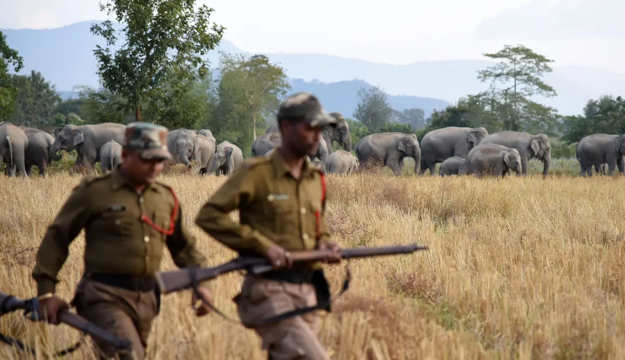 Petugas hutan mengawasi kawanan gajah saat masuk ke permukiman warga Desa Bahampur di kabupaten Nagaon, 155 km timur Guwahati, India (27/12). (AFP Phoyo/Biju Boro)