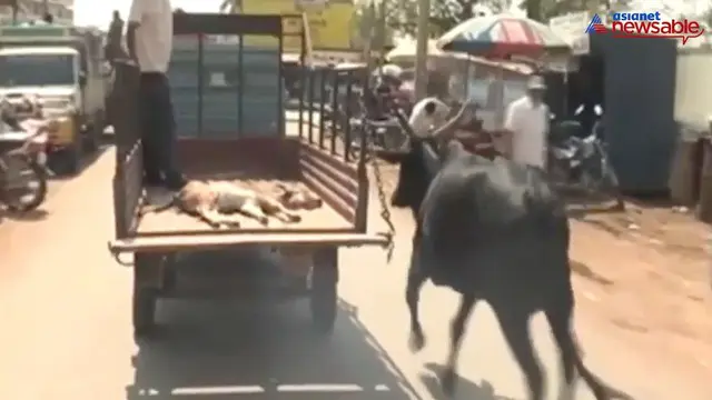 VIDEO: Mengharukan, Induk Sapi Iringi Anaknya ke Rumah Sakit