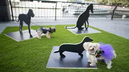 Dua ekor anjing berdiri dekat instalasi seni bertajuk "The Barking Project" karya Merav Ezer pada pameran Dogumenta di Manhattan, 11 Agustus 2017. Pameran yang menampilkan 10 patung dan instalasi seni ini dibuat khusus untuk anjing. (AP/Mary Altaffer)