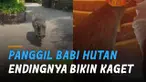Seorang pria yang diduga turis berniat memanggil babi hutan. Namun akhirnya tidak sesuai rencanannya.