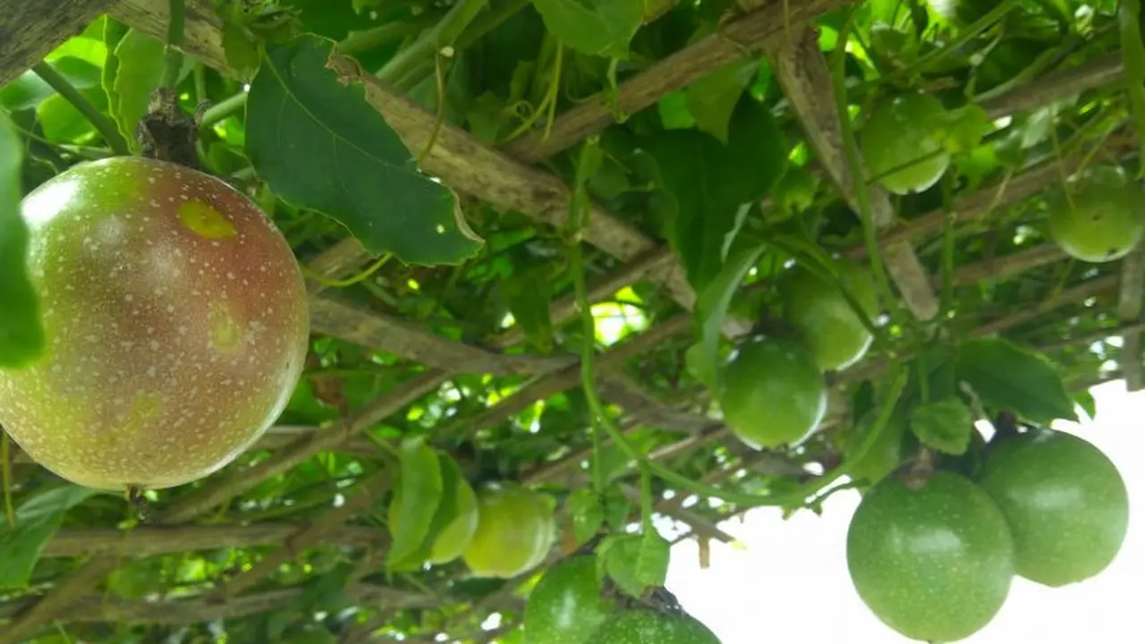markisa buah