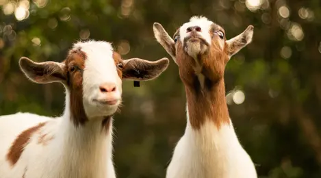 12 Arti Mimpi Kambing Yang Membawa Kabar Baik - Lifestyle Fimela.com