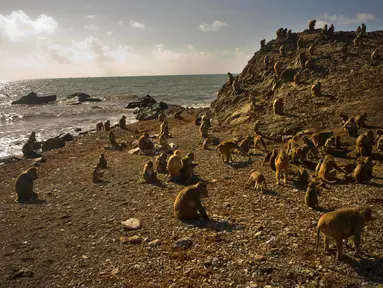 Kawanan monyet berada di sekitar Cayo Santiago, yang dikenal sebagai Pulau Monyet di Puerto Rico, 4 Oktober 2017. Pulau ini merupakan rumah bagi sekitar 400 monyet yang awalnya dibawa dari India untuk tujuan penelitian pada tahun 1938. (AP/Ramon Espinosa)