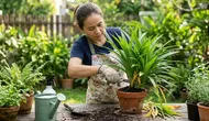 9 Cara Membuat Tanaman Pandan Tetap Rimbun di Pot Kecil, Sehat dan Produktif