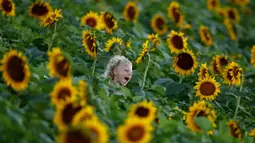 Emma Fischer (5) berlarian melalui ladang bunga matahari di Grinter Farms, dekat Lawrence, Kansas, 8 September 2018. Ladang bunga Matahari itu menarik wisatawan pada akhir pekan selama musim panas saat bunga-bunga bermekaran. (AP Photo/Charlie Riedel)