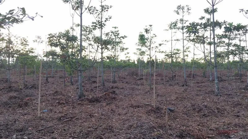 Lahan Gambut di Kabupaten OKI Sumsel menjadi lokasi kunjungan Bonn Challange 2017 (Liputan6.com/Nefri Inge)