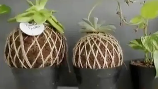 Teknik Berkebun di Lahan Terbatas