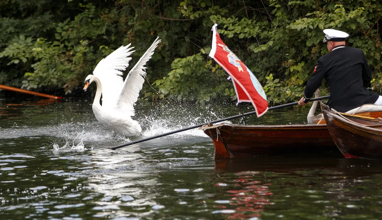 Seekor angsa berusaha menghindar dari tangkapan petugas selama sensus tahunan angsa Ratu Elizabeth yang dikenal sebagai 'Swan Upping' di Sungai Thames, dekat London, Senin (15/7/2019). Sawn Upping merupakan tradisi sensus untuk menghitung populasi angsa di Inggris. (Tolga Akmen/AFP)