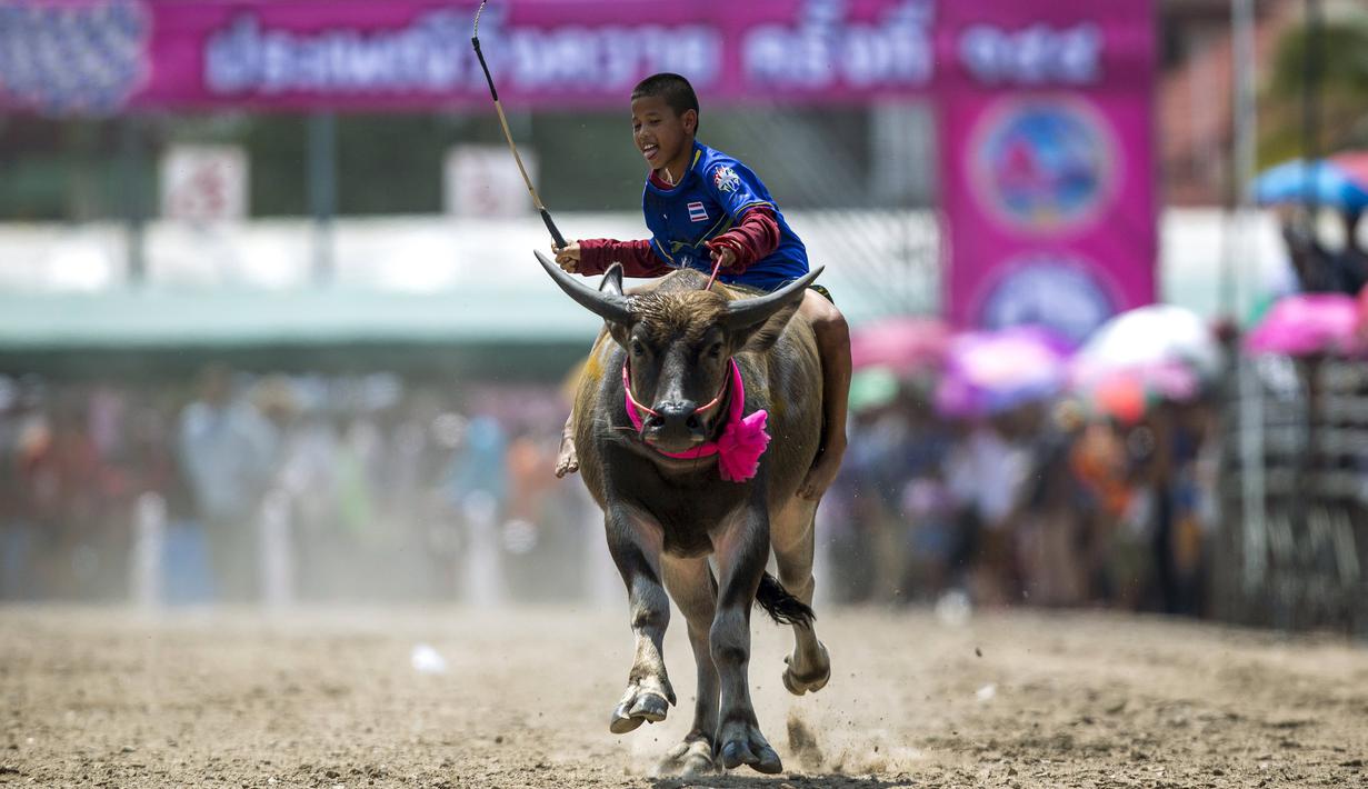 Seorang joki sedang berlomba dalam festival balap kerbau Chonburi, di Provinsi Chonburi, Thailand, (26/10/2015). (Reuters/Athit Perawongmetha)