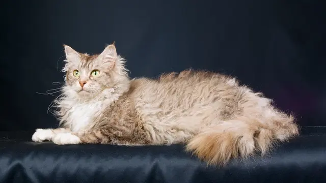 Kucing LaPerm