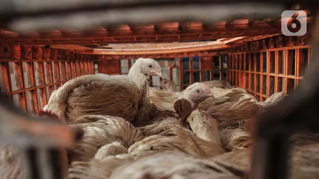 Jelang Natal dan Tahun Baru, Harga Ayam Potong Merangkak Naik