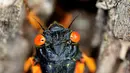 Jangkrik berkala dewasa yang baru berganti kulit memanjat pohon di Takoma Park, Maryland, Amerika Serikat, 17 Mei 2021. Miliaran jangkrik berkala Magicicada - anggota Brood X - telah mulai muncul di AS bagian timur setelah hidup di bawah tanah selama 17 tahun. (Chip Somodevilla/Getty Images/AFP)