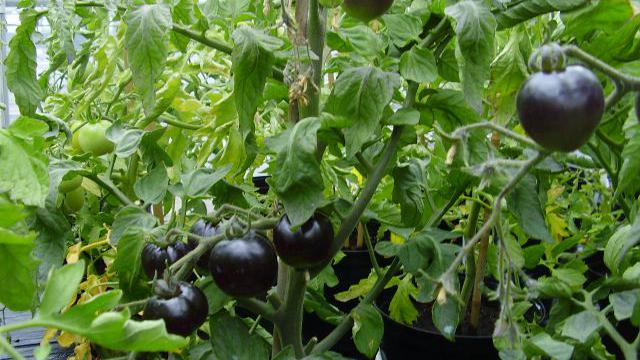 Indigo Rose Tomat Hitam Pekat Hasil Persilangan Lifestyle Liputan6 Com