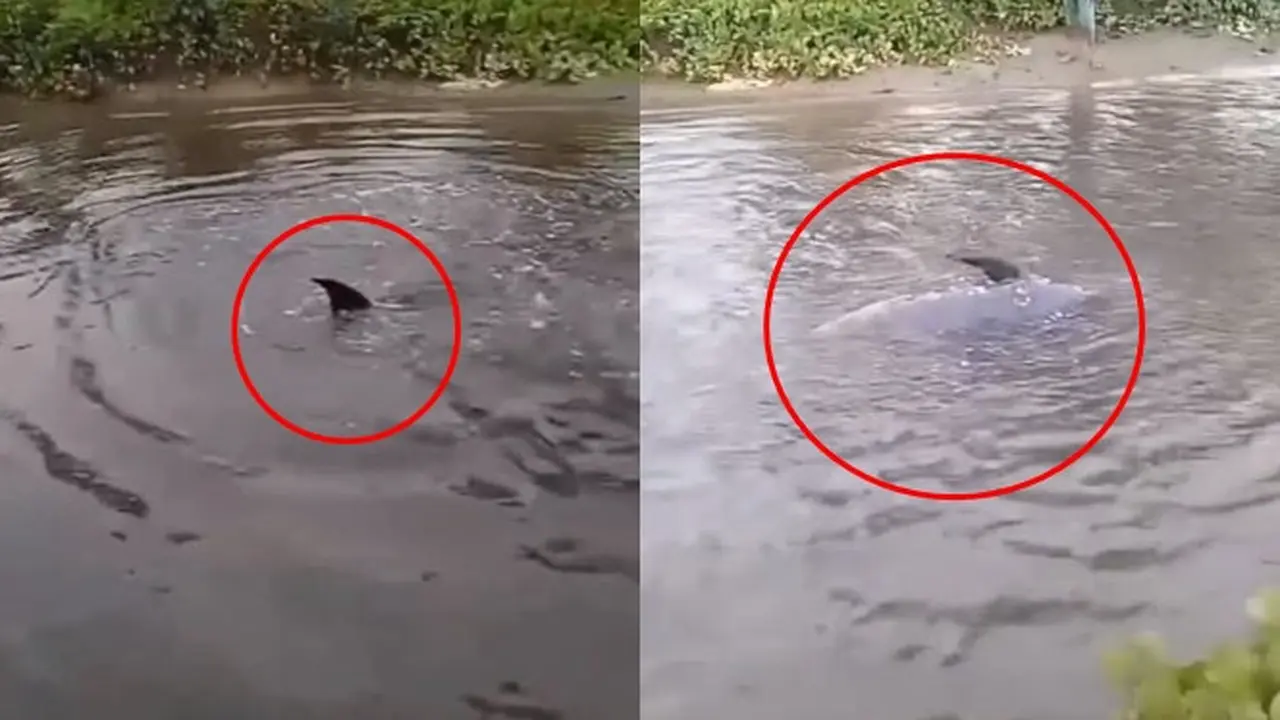 Ikan Bak Lumba-Lumba Terdampar di Depan Musala Pantai Batu Pinagut, Jadi Tontonan