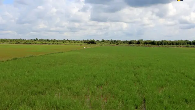 Kementerian PUPRtengah melakukan rehabilitasi dan peningkatan jaringan irigasi di kawasan food estate di Kalimantan Tengah (Kalteng).