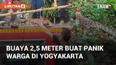 Seekor buaya 2,5 meter muncul di Bener, Tegalrejo, Kota Jogja. Kemunculan buaya terjadi pada Jumat (29/11/2024) pagi ini