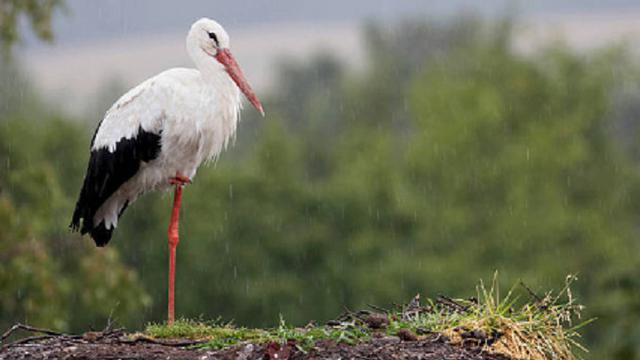 Ilustrasi bangau (iStock)