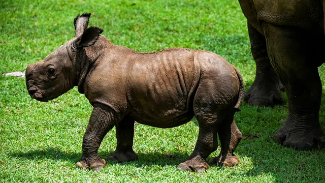 Kebun Binatang Nasional Kuba Menyambut Bayi Badak Putih yang Langka