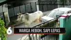 Heboh, seekor sapi kurban lepas saat hendak disembelih. Pagar sebuah toko material bangunan di kawasan tersebut rusak.