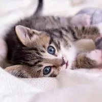 (c) Shutterstock