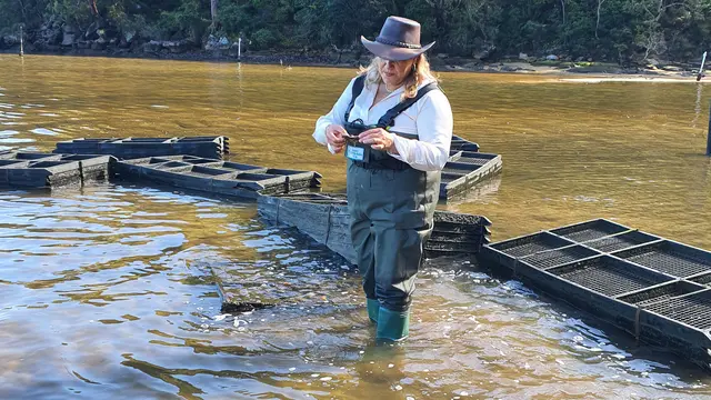 Sydney Oyster Farm Tour