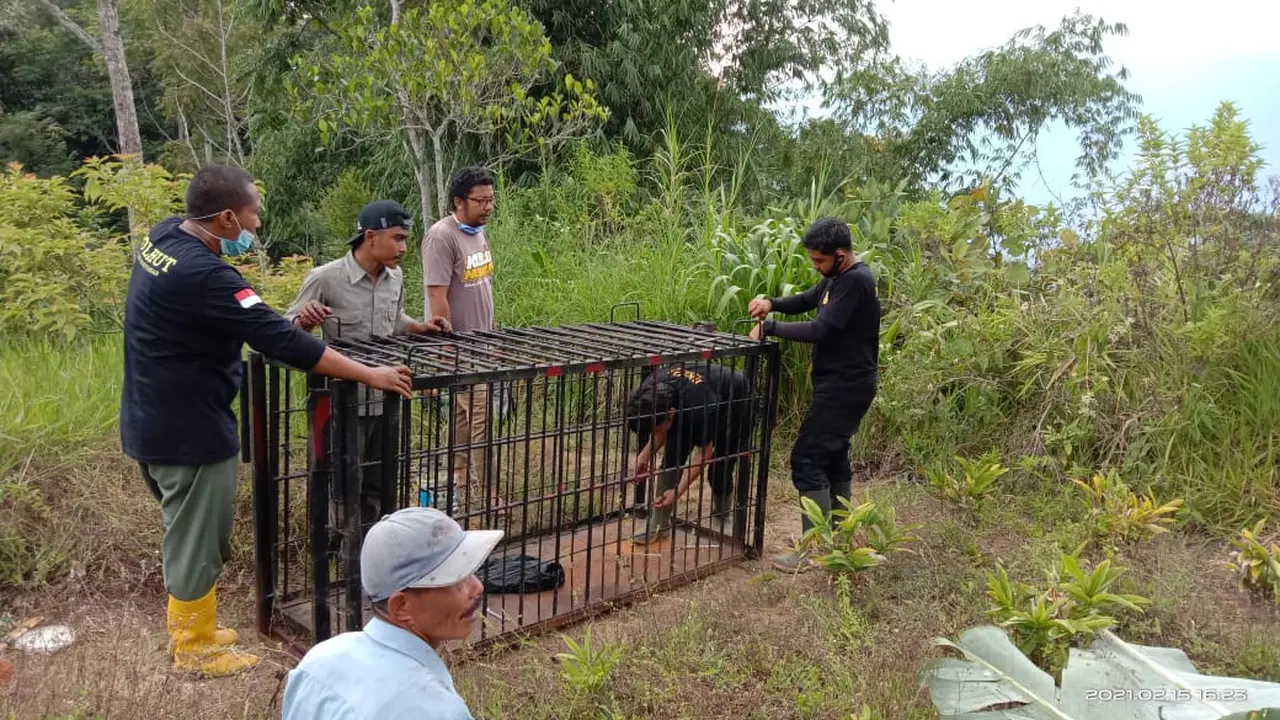 BKSDA pasang perangkap untuk beruang yang membuat warga resah di Kabupaten Agam. (Liputan6.com/ Dok BKSDA Agam)