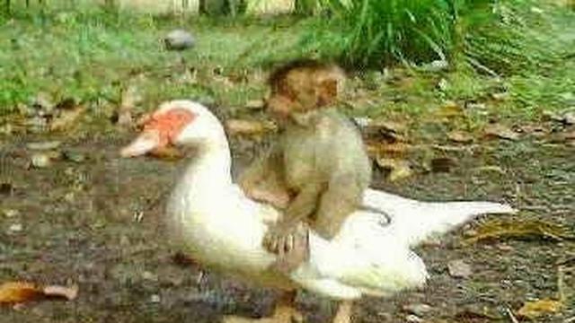 6 Potret Nyeleneh Monyet Naik Punggung Hewan Lain Bikin Geleng Kepala