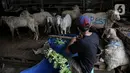 Penjual menyiapkan pakan untuk hewan kurban yang dijual di Pasar Kambing, Tanah Abang, Jakarta, Selasa (13/7/2021). Pedagang di Pasar Kambing mengungkapkan penjualan hewan kurban tahun ini mengalami penurunan akibat PPKM Darurat. (Liputan6.com/Faizal Fanani)