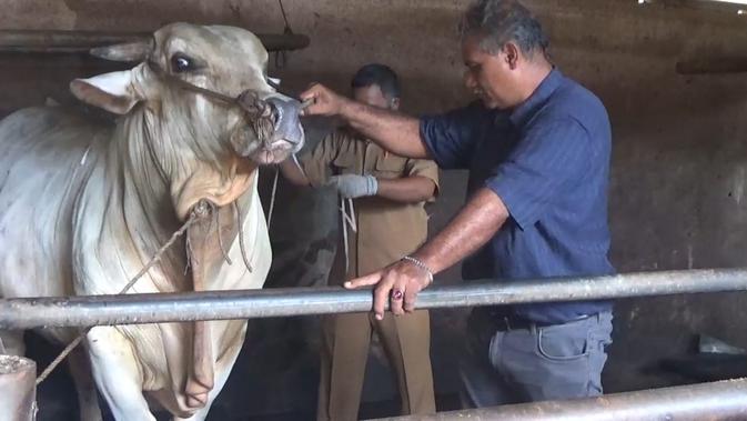Seekor sapi yang dibeli Presiden Jokowi dari peternak di Langkat untuk kurban pada Idul Adha 1441 Hijriah.