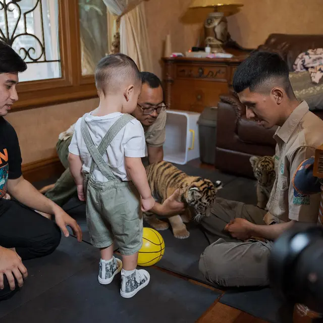 7 Potret Nagita Slavina Bareng Cipung Main dengan Anak Harimau Ini Bikin Gemas