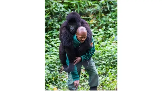Sekelompok Gorila Ikut Selfie Bareng Penjaga Hutan Ini Bikin Heboh