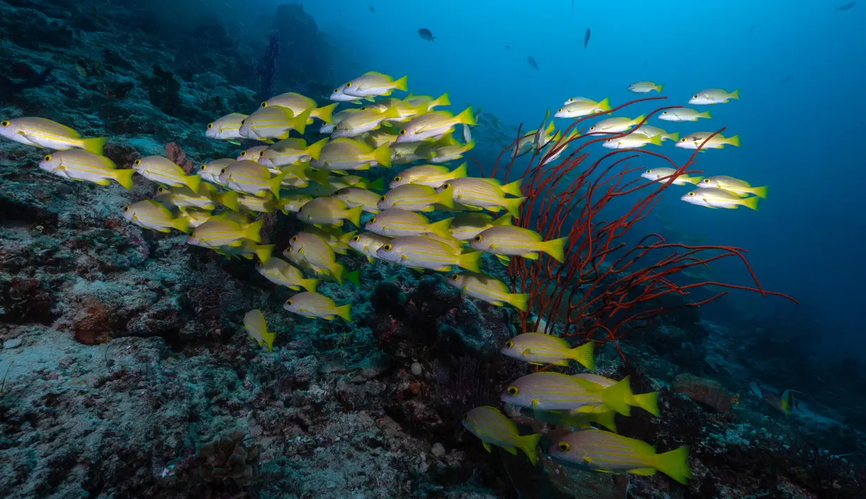 <p>Ikan kakap bergaris biru di perairan Kabupaten Raja Ampat, Papua Barat, Indonesia bagian Timur, 6 November 2023. (Lillian SUWANRUMPHA/AFP)</p>