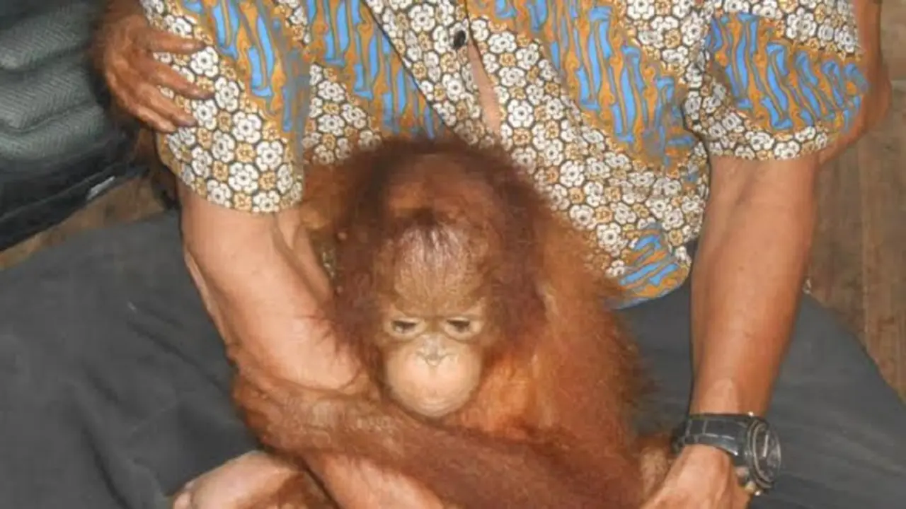 Bayi Orangutan Ini Terlantar Akibat Kabut Asap 