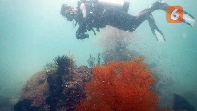 Terumbu karang di lingkar tambang