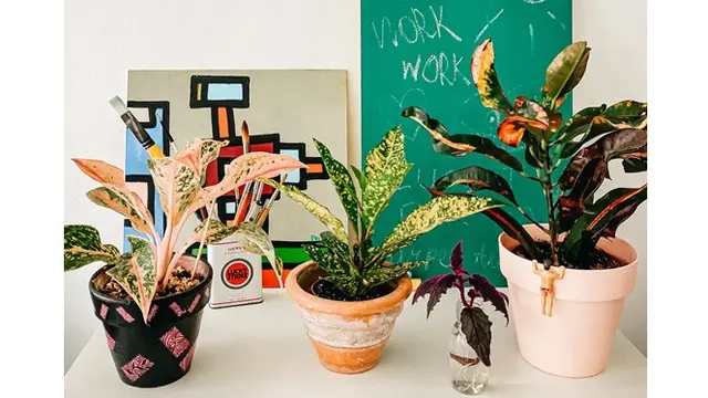 Tanaman Aglaonema